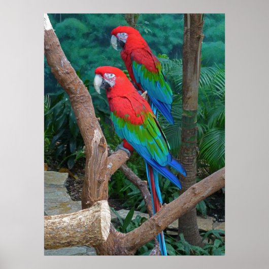 Poster Deux Macaws à ailes rouge et verte Ara Chloropteru (Devant)