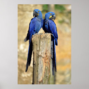 Poster Deux macaws Hyacinth