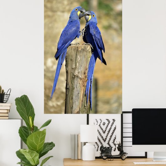 Poster Deux macaws Hyacinth (Bureau à domicile)