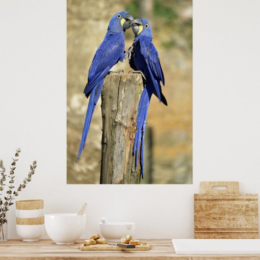 Poster Deux macaws Hyacinth (Cuisine)