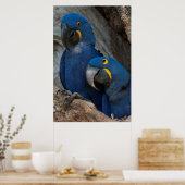 Poster Deux Macaws Hyacinth, Brésil (Cuisine)