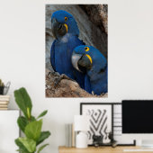 Poster Deux Macaws Hyacinth, Brésil (Bureau à domicile)