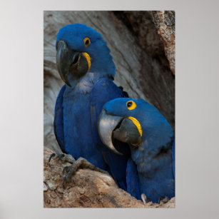Poster Deux Macaws Hyacinth, Brésil