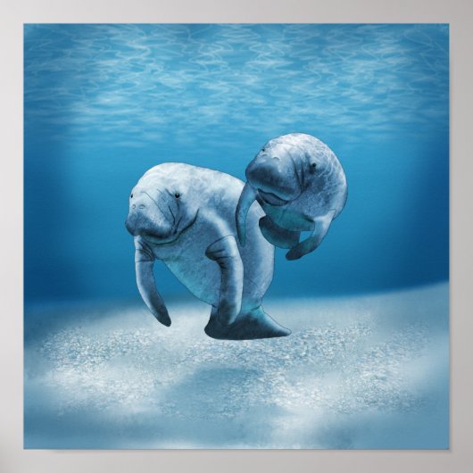 Poster Deux Manatees (Devant)