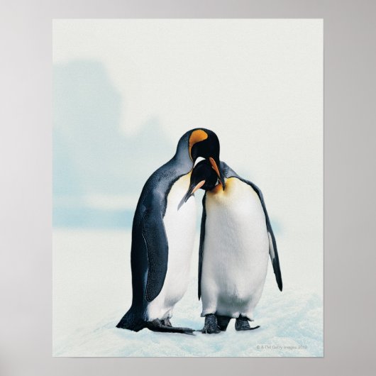 Poster Deux manchots affectueux (Devant)