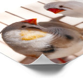 Poster Deux mignons bouillons en cage (Coin)