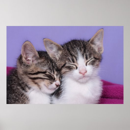 Poster Deux mignons chatons qui font la sieste (Devant)