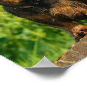 Poster Deux mignons Chiens Dachshund Dackel Head Portrait (Coin)