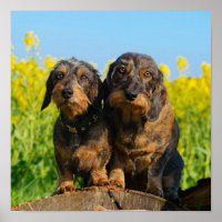 Deux mignons Chiens Dachshund Dackel Head Portrait