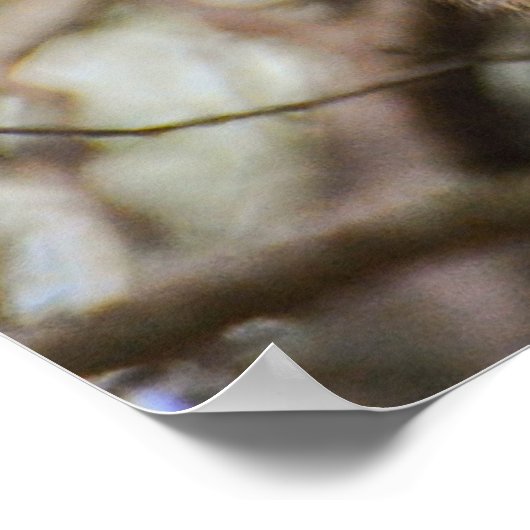 Poster Deux Mignons singes (Coin)