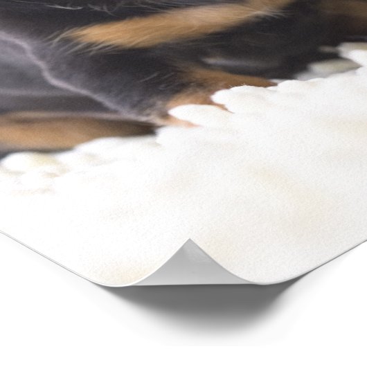 Poster Deux Mini Dachshund Assis (Coin)