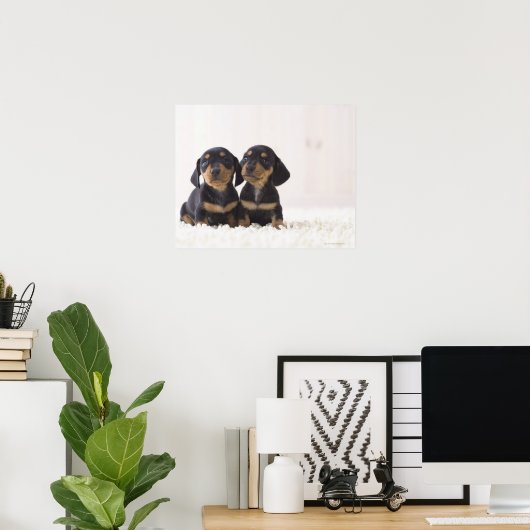 Poster Deux Mini Dachshund Assis (Bureau à domicile)