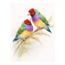 Deux oiseaux diamants de Gould colorés