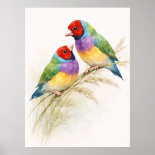 Poster Deux oiseaux diamants de Gould colorés