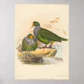 Poster Deux oiseaux (Ptilonopus Auranthfrons) par Joseph  (Devant)