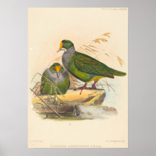 Poster Deux oiseaux (Ptilonopus Auranthfrons) par Joseph 