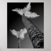 Poster Deux palmiers infrarouges. (Devant)