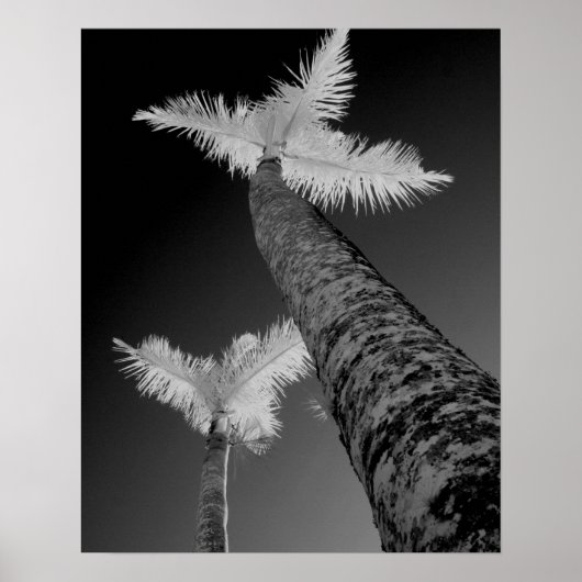 Poster Deux palmiers infrarouges. (Devant)