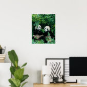 Poster Deux pandas mangeant du bambou ensemble, Wolong (Bureau à domicile)