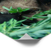 Poster Deux pandas mangeant du bambou ensemble, Wolong (Coin)