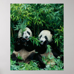 Poster Deux pandas mangeant du bambou ensemble, Wolong
