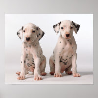 Deux Petites Marionnettes Dalmatiennes Noires Et B