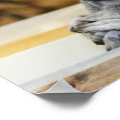 Poster Deux petits lémuriens (Coin)