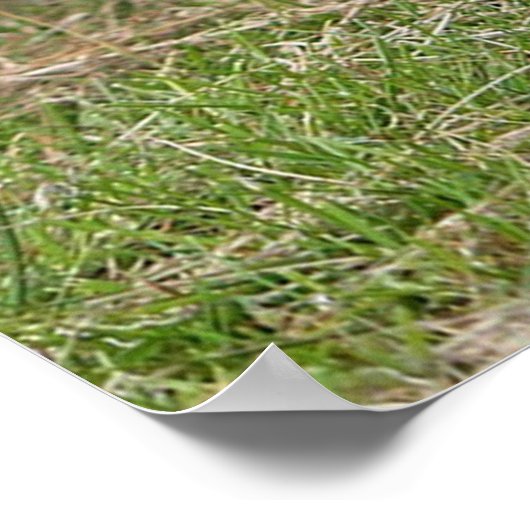 Poster Deux Petits Pékingese (Coin)