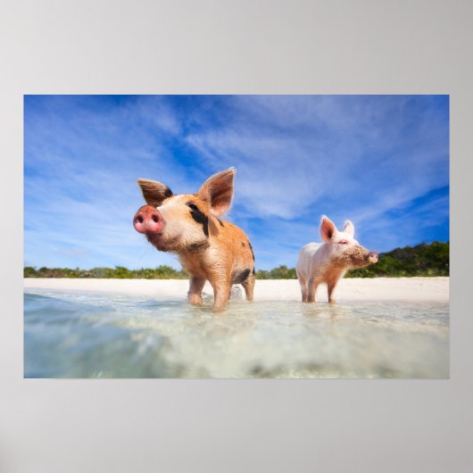 Poster Deux petits porcelets (Devant)