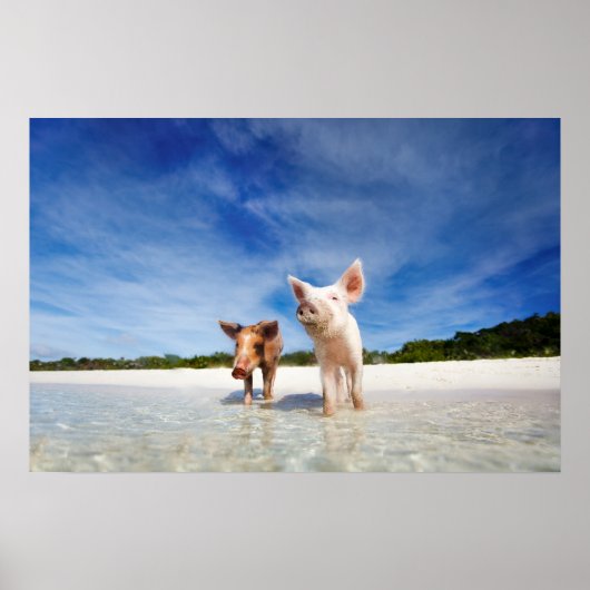 Poster Deux petits porcelets (Devant)
