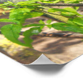 Poster Deux pigeons. Lac Roath Park, Cardiff, Pays de Gal (Coin)