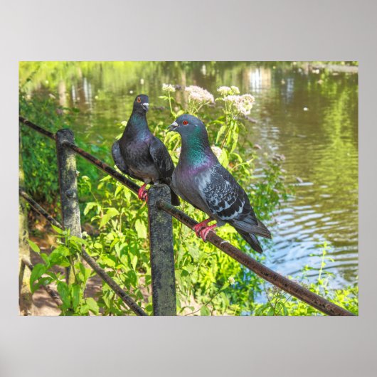 Poster Deux pigeons. Lac Roath Park, Cardiff, Pays de Gal (Devant)