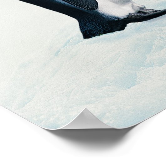 Poster Deux pingouins affectueux (Coin)