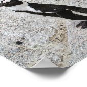 Poster Deux pingouins africains, Boulders Beach, Afrique  (Coin)