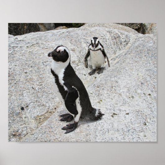Poster Deux pingouins africains, Boulders Beach, Afrique  (Devant)