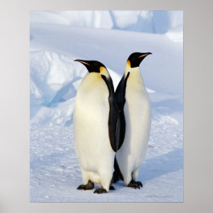 Poster Deux pingouins d'empereur en Antarctique