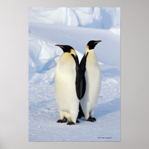 Poster Deux pingouins empereurs en Antarctique