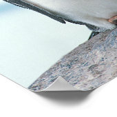 Poster Deux pingouins touchant des becs (Coin)