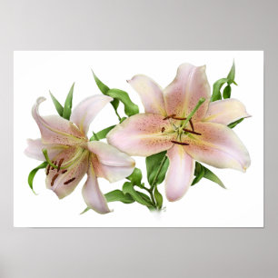 Poster Deux Pink Liliers Art original Imprimer