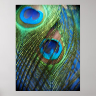 Poster Deux plumes de paon bleu
