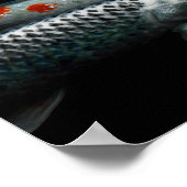 Poster Deux poissons (Coin)