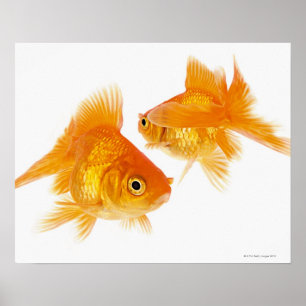 Poster Deux Poissons D'Or Se Traversant Les Uns Les Autre