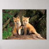 Poster Deux Pups Red Fox devant leur Den (Devant)