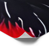 Poster Deux Raccos (Coin)