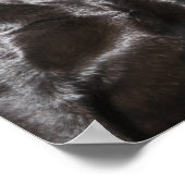 Poster Deux récupérateurs Black Labrador (Coin)