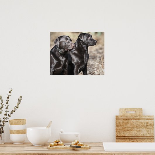 Poster Deux récupérateurs Black Labrador (Cuisine)