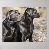 Poster Deux récupérateurs Black Labrador (Devant)