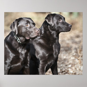 Poster Deux récupérateurs Black Labrador