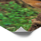 Poster Deux renardeaux rouges devant leur tanière (Coin)