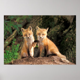 Poster Deux renardeaux rouges devant leur tanière